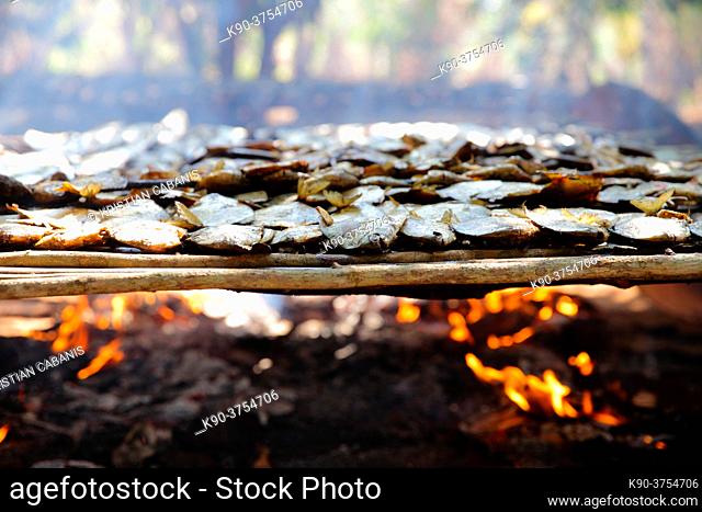 Dried piranhas grilled over wooden fire for a festive event, Mato Grosso, Brazil, South Amreica