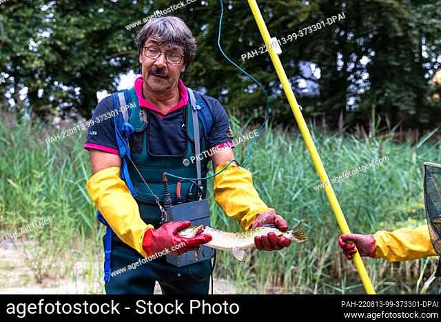 13 August 2022, Brandenburg, Senftenberg: Angler Ralf Stephan shows a pike caught by electrofishing. By this kind of fishing the animals are stunned by electric...