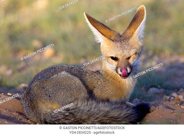 Cape Fox (Vulpes chama), Kgalagadi Transfrontier Park, Kalahari desert, South Africa
