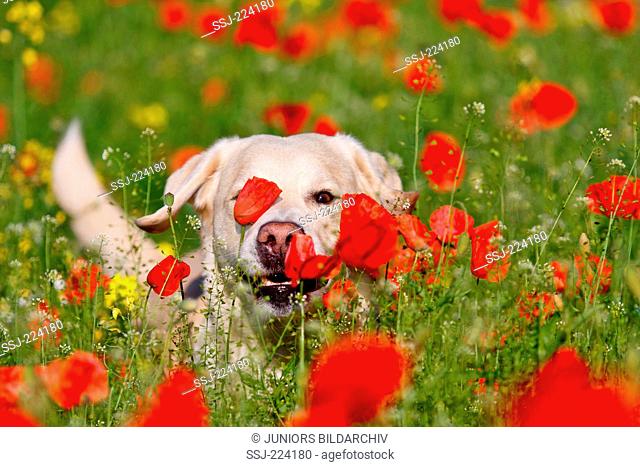 Labrador Retriever. Adult male hiding in a field of flowering poppies. Germany