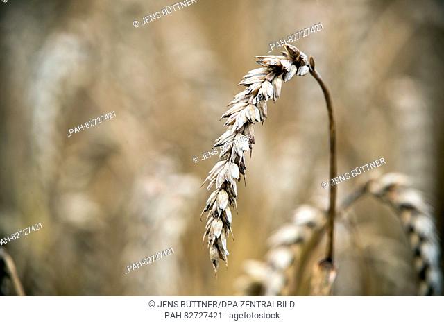 Over ripe wheat plants in a field near Kaeselow, Germany, 12 August 2016. With the current crop of grain and rapeseed the Farmers' Association of...