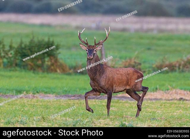 Red Deer (Cervus elaphus) in meadow looking forward, Bialowieza Forest, Poland, Europe