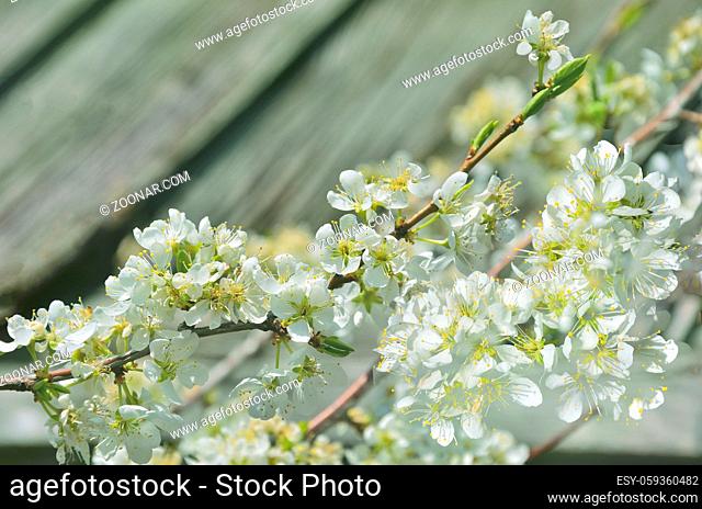 Spring blossoming cherry branch with gentle white flowers on a toned wooden old plank background with space for text