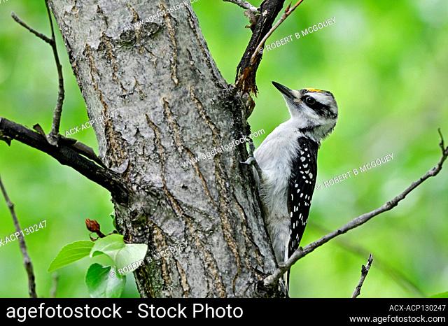 A Three-Toed Woodpecker, 'Picoides tridactylus', searching for insects on a tree trunk in rural Alberta, Canada