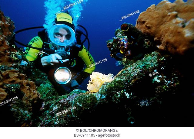 DIVING<BR>Worldwide distribution except for United Kingdom and Germany.<BR>Observing a leaf scorpionfish (Taenianotus triacanthus). Indian Ocean