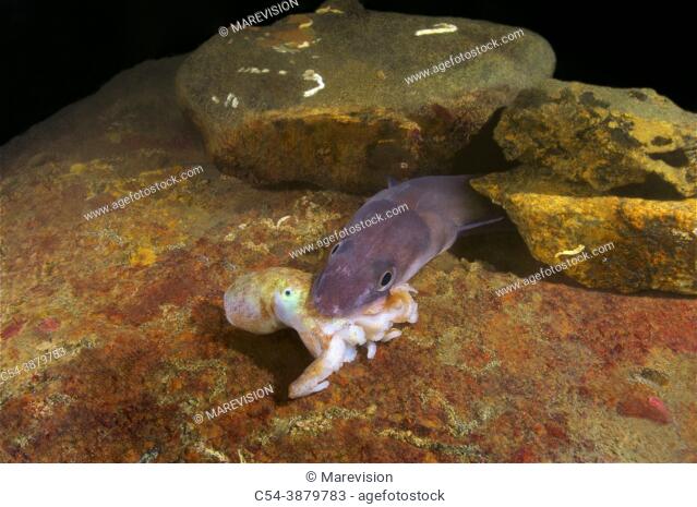 Conger eel. Juvenile conger (Conger conger) devouring common octopus (Octopus vulgaris). Eastern Atlantic. Galicia. Spain. Europe