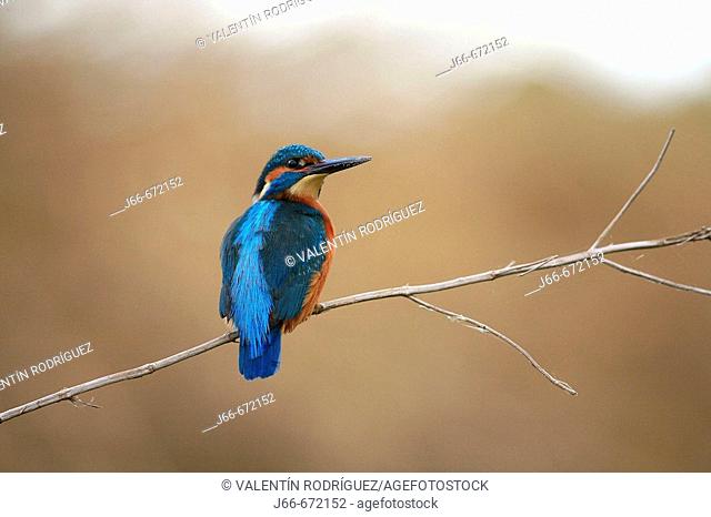Kingfisher (Alcedo atthis), Palancia river. Soneja. Castellón province, Spain