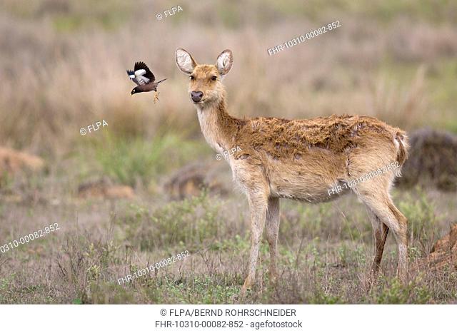 Swamp Deer (Rucervus duvaucelii branderi) hard-ground form, adult female, with Common Mynah (Acridotheres tristis) adult, taking off from head, Kanha N