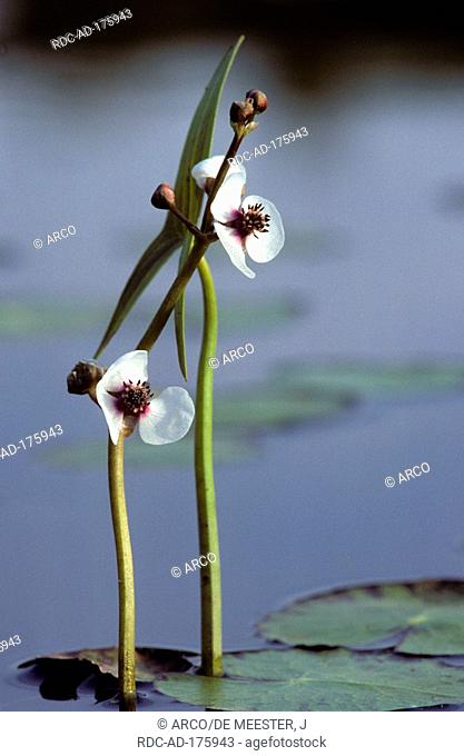 Arrowhead, Belgium, Sagittaria sagittifolia