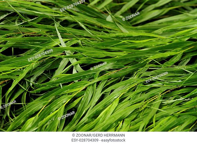 Japanese forest grass (Hakonechloa macra)