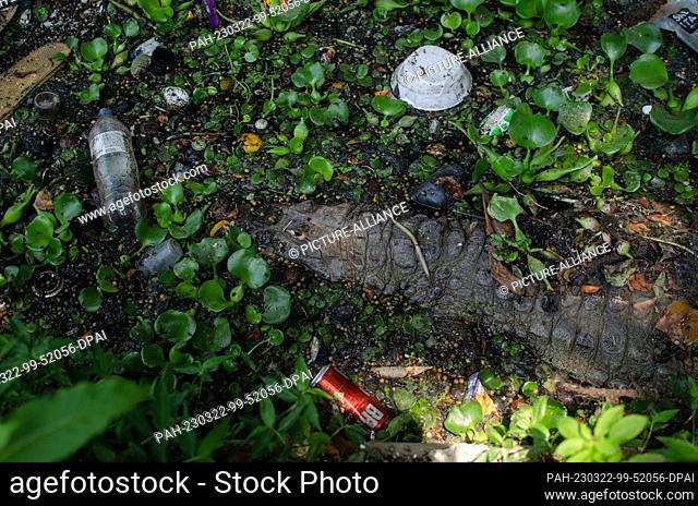 22 March 2023, Brazil, Rio de Janeiro: Crocodile caimans swim through a canal full of plastic waste in the ""Recreio dos Bandeirantes""
