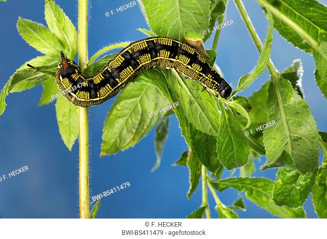 Striped Hawk-moth, Striped Hawkmoth (Hyles livornica, Hyles lineata, Celerio livornica, Celerio lineata), caterpillar feeds on Epilobium, Germany