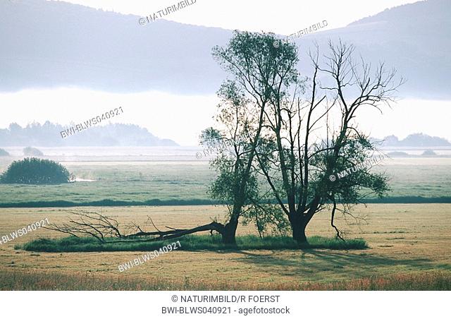 woody plants in morning atmosphere, Germany, Lower Saxony, Solling, Immensen