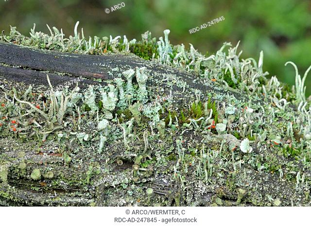 Lichen nature reserve Westruper Heide North Rhine-Westphalia Germany Cladonia pyxidata