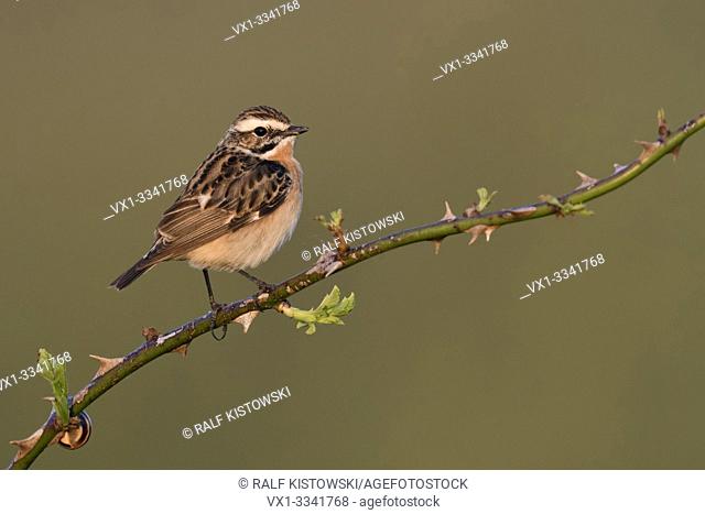 Whinchat / Braunkehlchen ( Saxicola rubetra ), male in breeding dress, perched on a twig, blackberry tendril, first morning light, rare bird of open land
