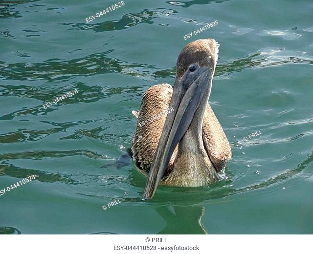 sunny water scenery including a swimming pelican seen in Belize in Central America