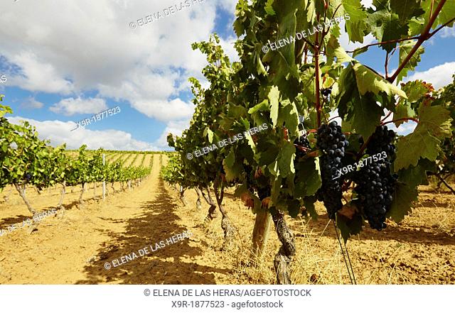Rows of vines in a vineyard  Lanciego  Rioja alavesa wine route  Alava  Basque country  Spain