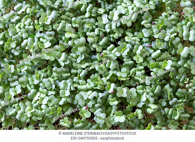 Fresh young homegrown broccoli microgreens