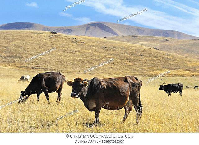cows on Argitchi plateau, Gegharkunik region, Armenia, Eurasia