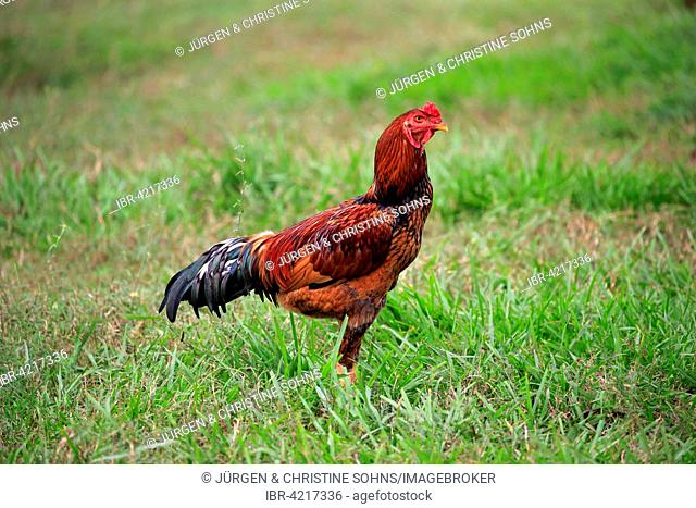 Domestic chicken (Gallus gallus domesticus), adult male, Pantanal, Mato Grosso, Brazil