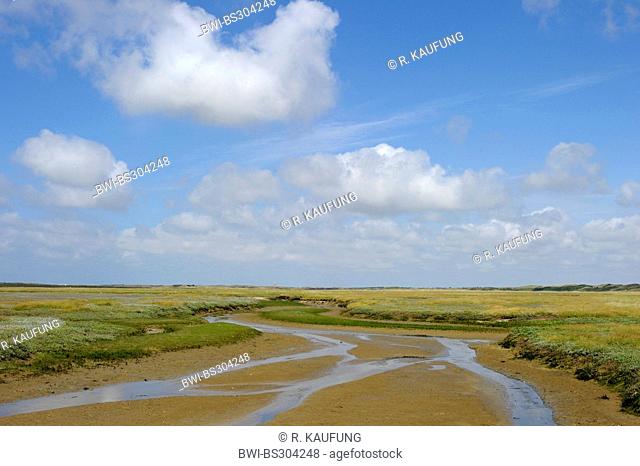 marshland at the North Sea coast, Netherlands, Texel