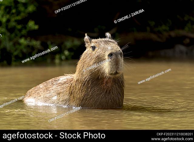 Capybara in tropical Pantanal, Brasil, October 1, 2022. (CTK Photo/Ondrej Zaruba)