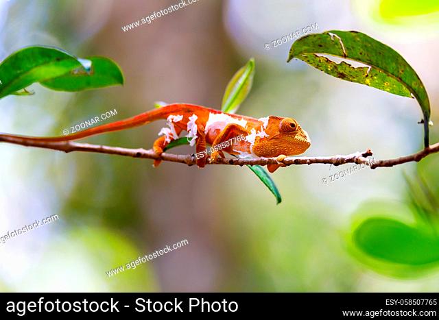 Parsons chameleon changing skin, Calumma parsonii, Amber mountain. Andasibe - Analamazaotra National Park, Madagascar wildlife