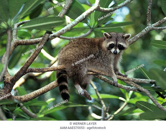Raccoon sitting in Tree (Procyon lotor), North America