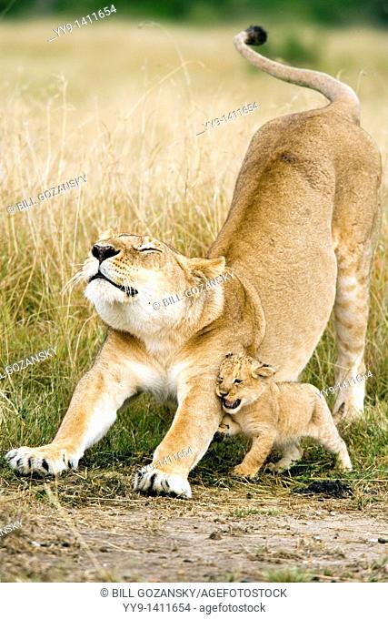 Lioness and Cub Stretching - Masai Mara National Reserve, Kenya
