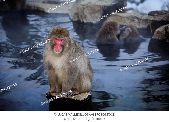 Monkeys in a natural onsen (hot spring), located in Jigokudani Monkey Park, Nagono prefecture, Japan