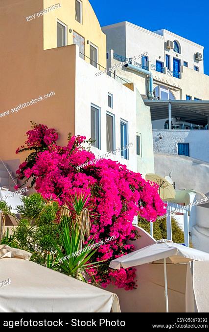 Greece. Sunny summer day on the caldera of Santorini island. White stone buildings and a large flower bush