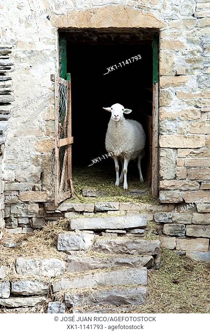 Sheep in a corral in the Pyrenees, Huesca, Spain