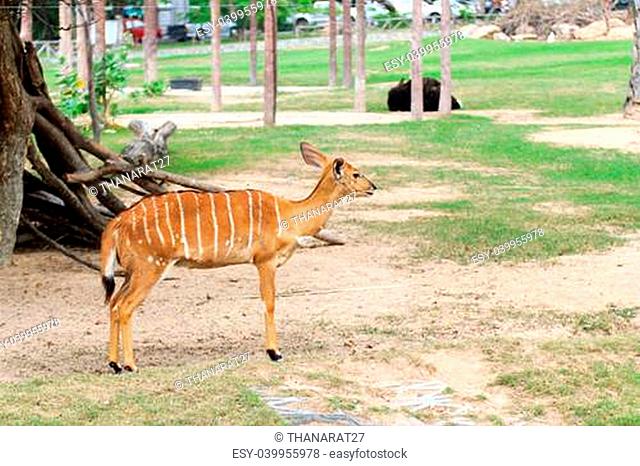 Female Antelope in open Zoo Khao Kheow, Thailand