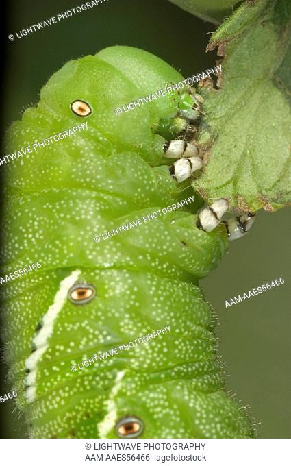 Tomato Hornworm (Manduca quinquemaculata) adult eating tomato leaves Central Florida
