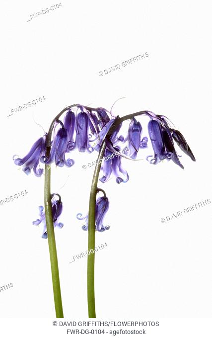 Bluebell, English bluebell, Hyacinthoides non-scripta, 2 stems and pale blue flower heads shown against a pure white background