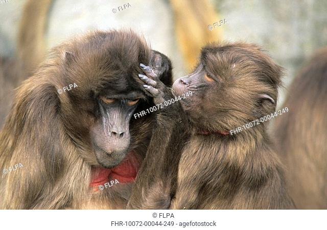Gelada Baboon Theropithecus gelada immature grooming adult female