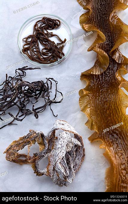 Sea spaghetti (left and top) and kombu (right and bottom)