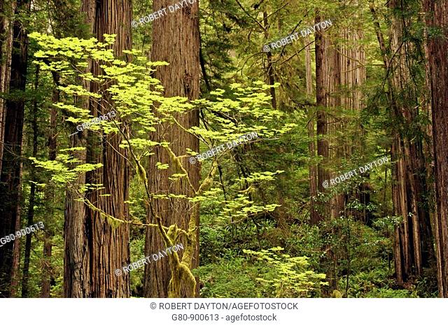 Lush vegetation occurs in the spring in Prairie Creek Redwoods State Park, California