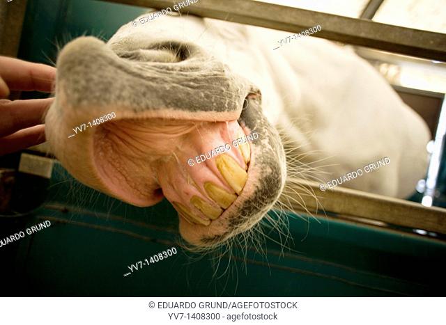 Horse teeth  Malaga, Costa del Sol, Andalusia, Spain