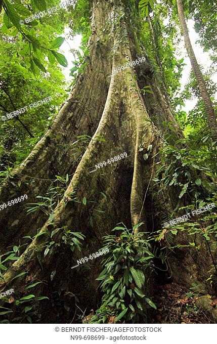 Dao tree  (Dracontomelum dao), giant tropical rainforest tree, trunk with butress roots, North Sulawesi, Indonesia