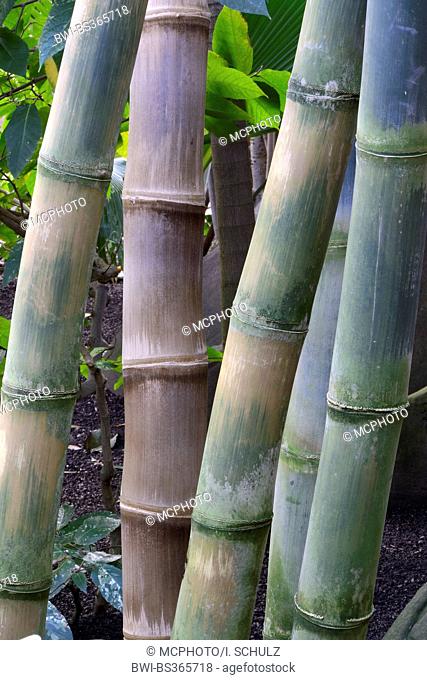 giant bamboo (Dendrocalamus giganteus, Bambusa gigantea), sprouts