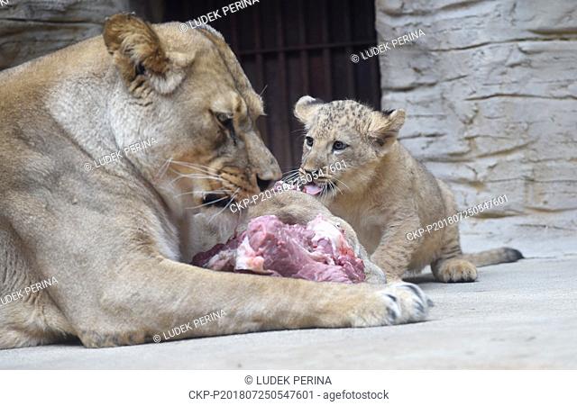 Cub of Barbary lion and their mother are eating meet in a zoo in Olomouc, Czech Republic, July 25, 2018. (CTK Photo/Ludek Perina)