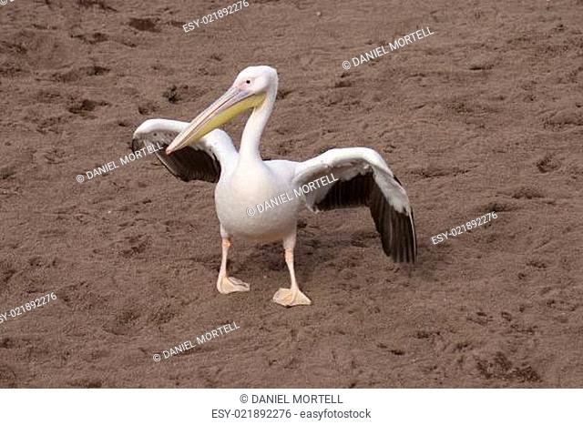 Great White Pelican - Pelecanus onocrotalus