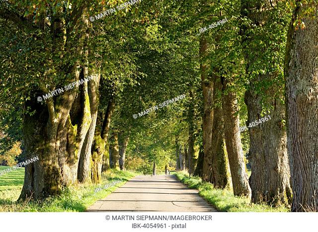 Avenue, Nantesbuch, Bad Heilbrunn, Upper Bavaria, Bavaria, Germany