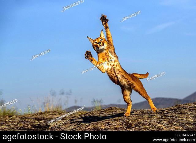 Caracal (Caracal caracal), Occurs in Africa and Asia, Adult animal, Male, Jumping, Captive