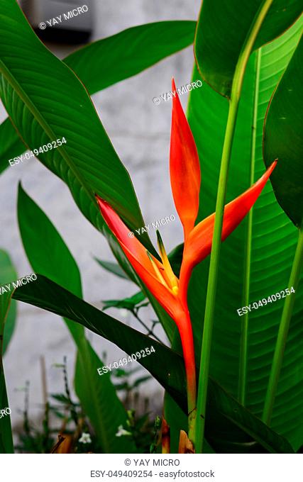 Heliconia Orang-Green Torch Flower withgreen leaves background