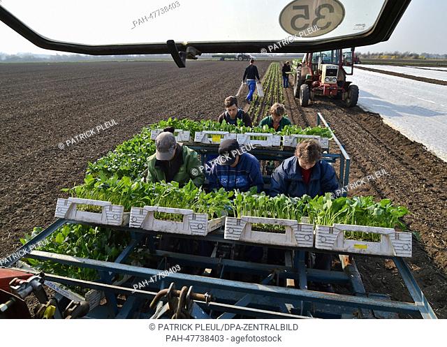 Employees of the Agriculture Golzow company plant turnip cabbages on a field near Golzow, Germany, 31 March 2014. Thousands of German turnips and lettuce...