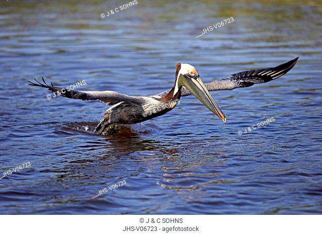 Brown Pelican, (Pelecanus occidentalis), Sanibel Island, Florida, USA, Northamerica, adult in water starts flying