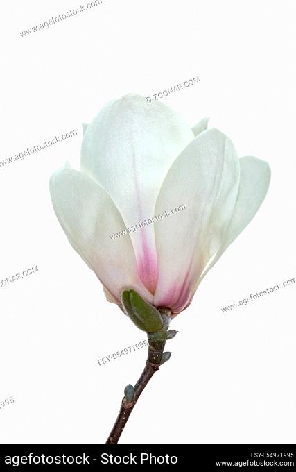 white magnolia flower isolated on white with clipping path