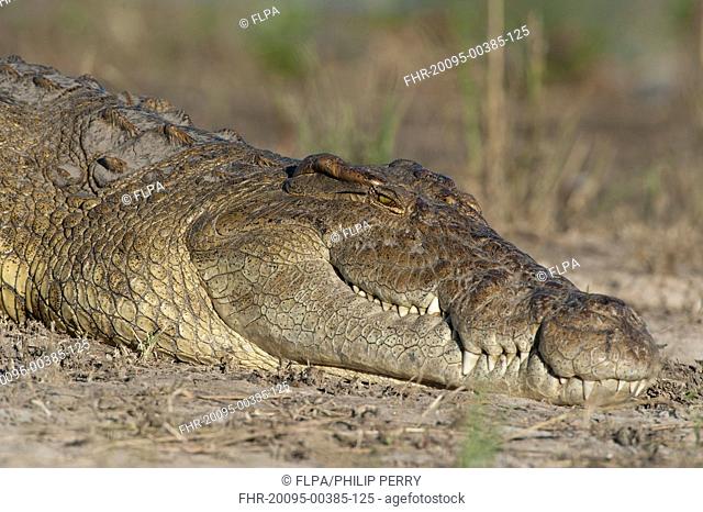 Nile Crocodile (Crocodylus niloticus) adult, close-up of head, resting on bank, Chobe River, Chobe N.P., Botswana, June